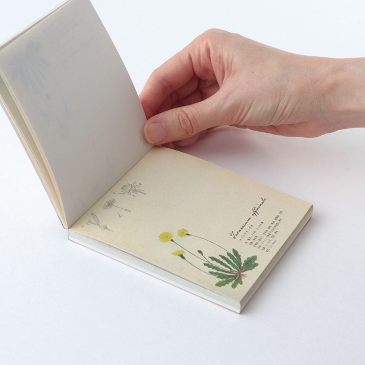 Green Flash Square Memo Pad - Botanical