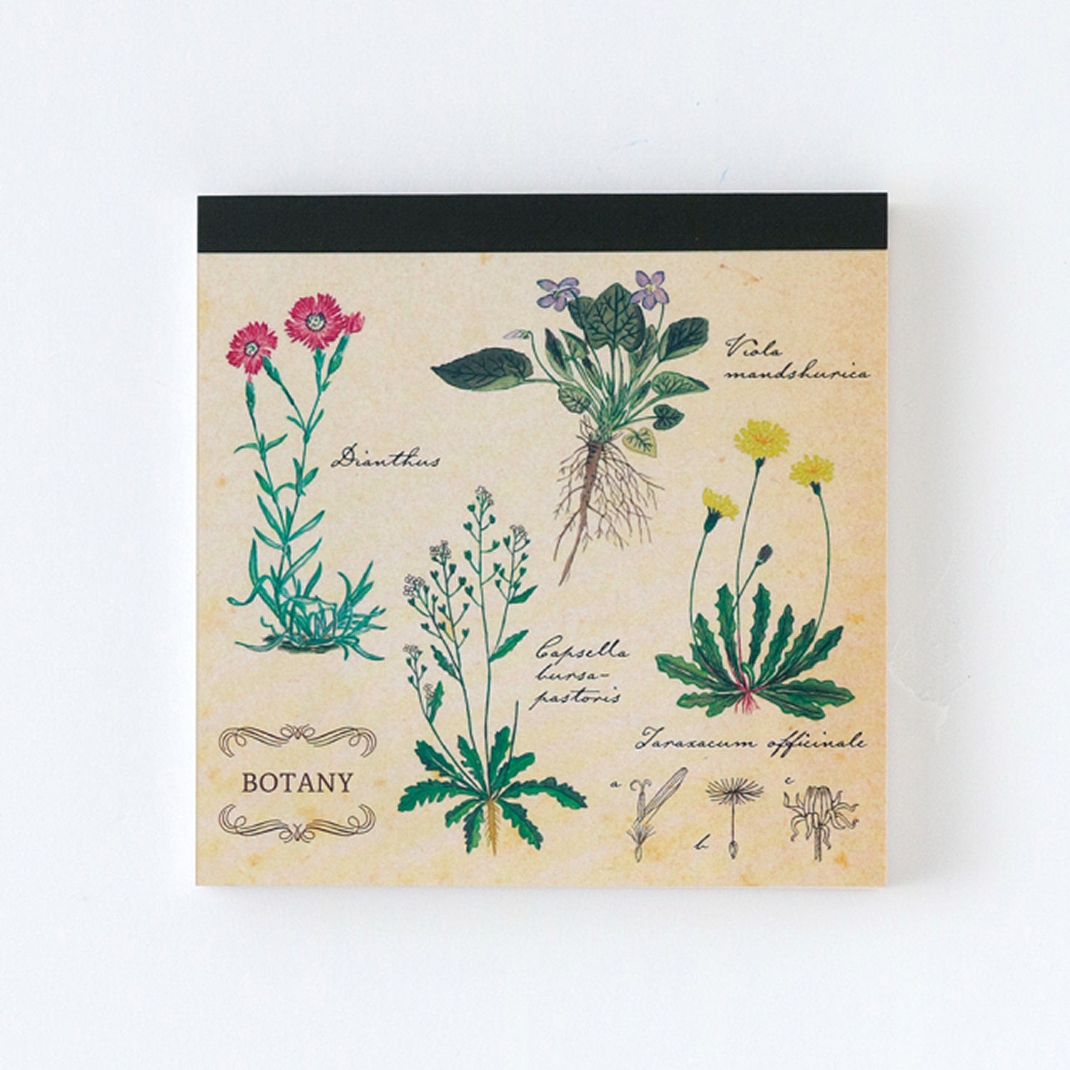Green Flash Square Memo Pad - Botanical