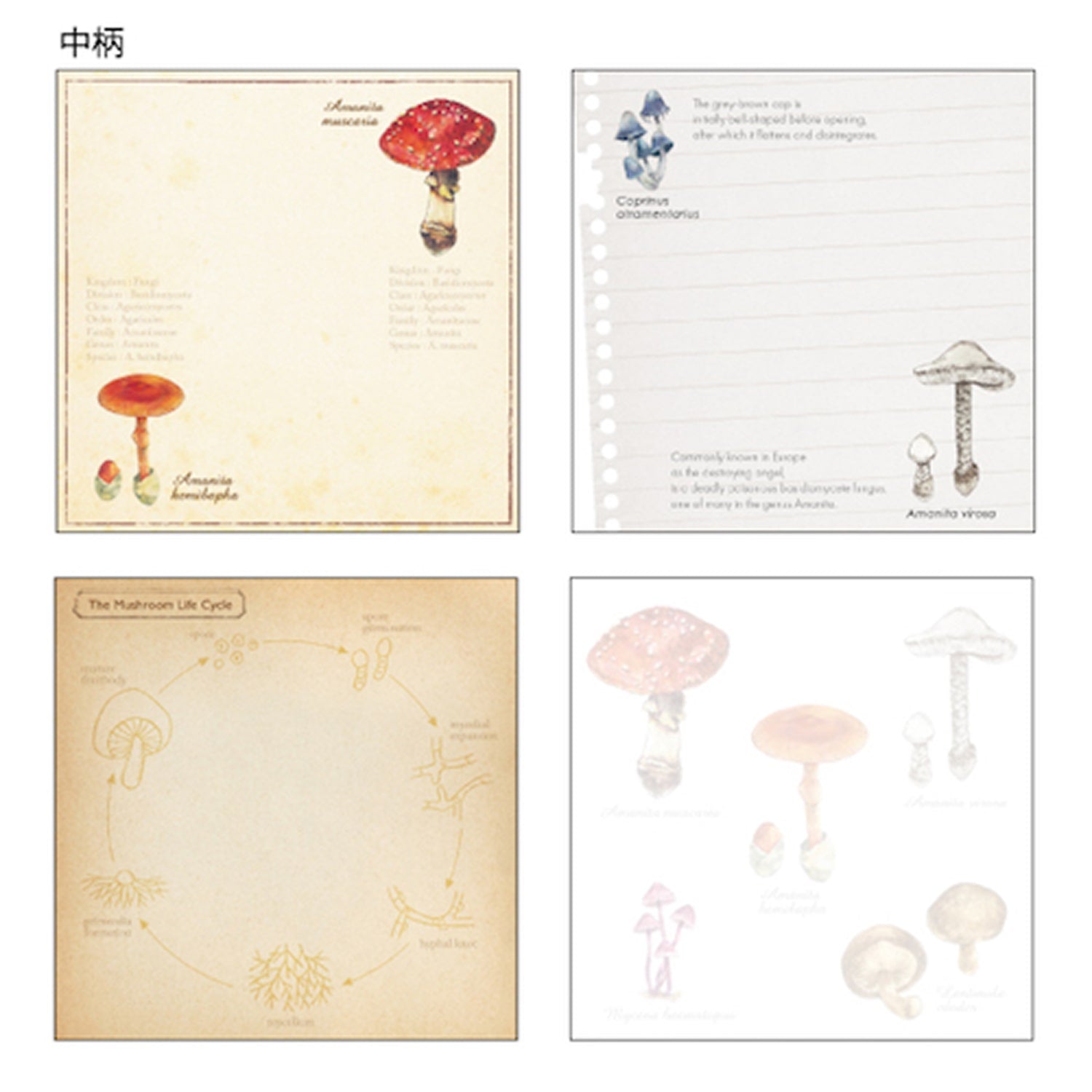 Green Flash Square Memo Pad - Mycology
