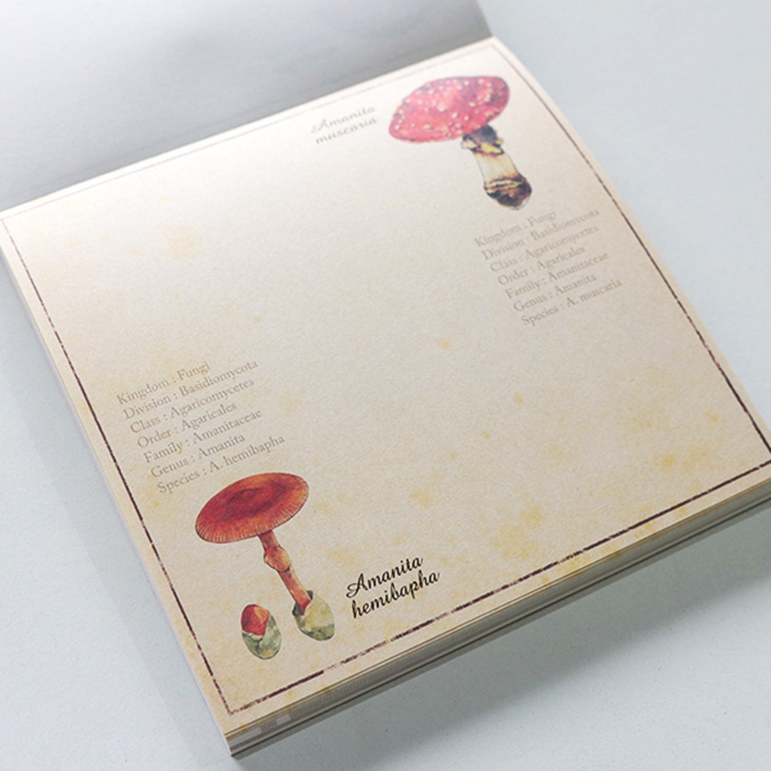 Green Flash Square Memo Pad - Mycology