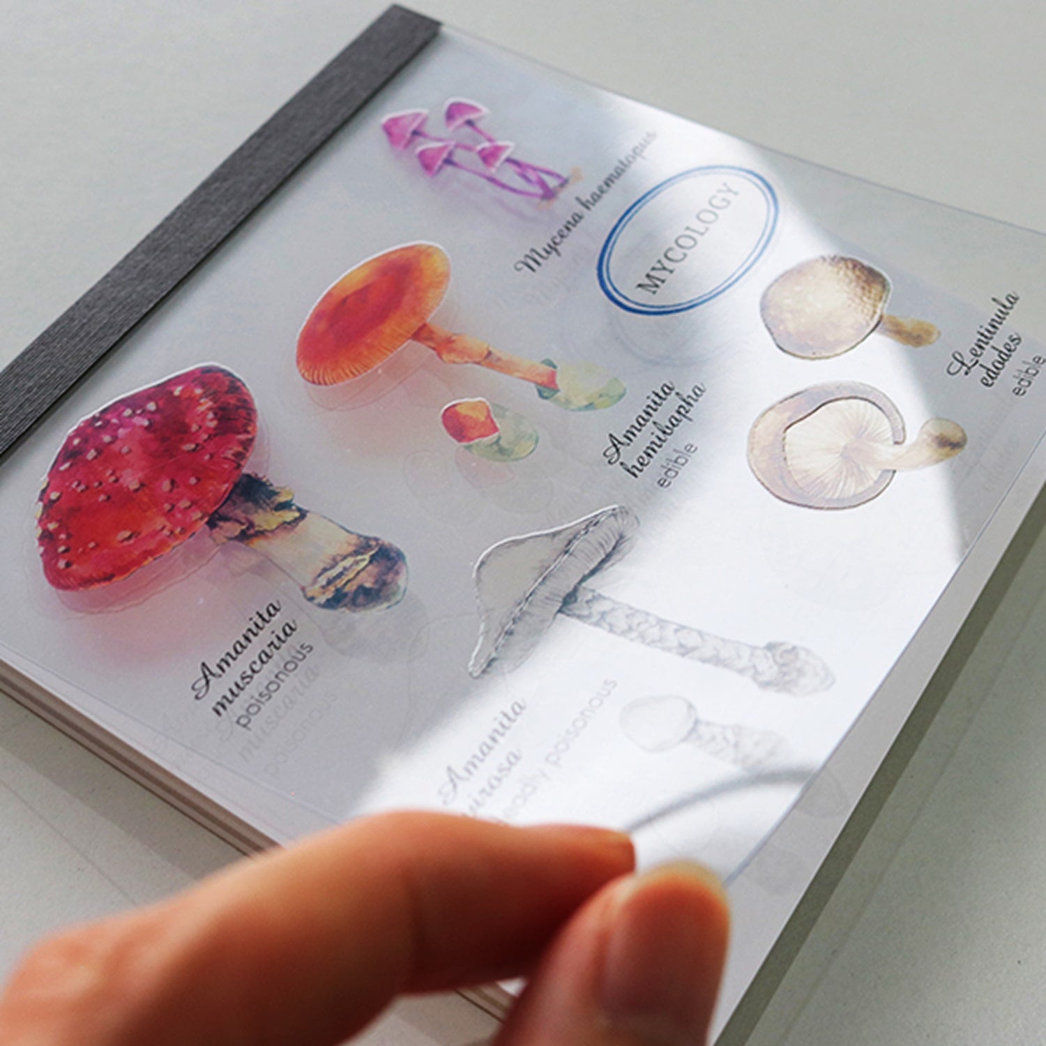 Green Flash Square Memo Pad - Mycology