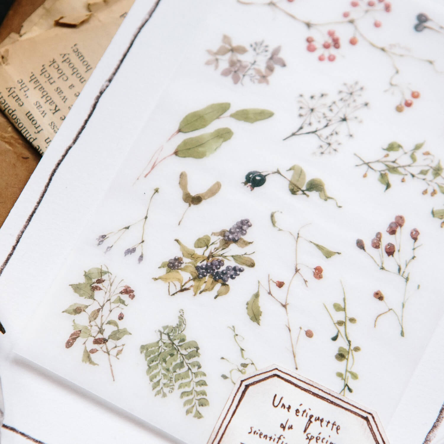 OURS Wild Plants Transfer Sticker