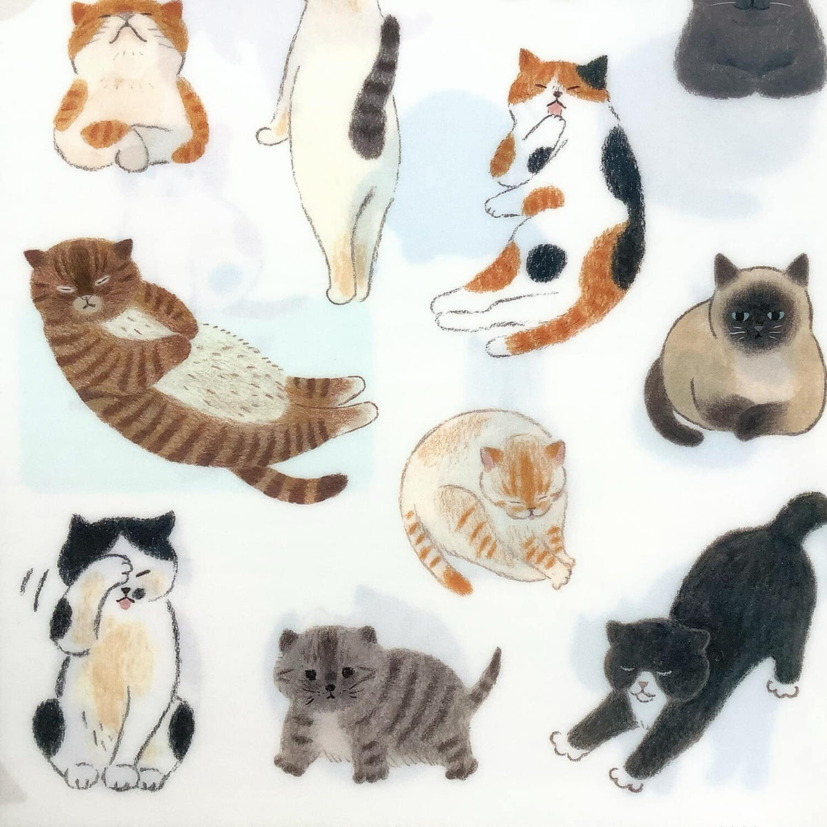 4 legs A5 Clear File – Cat Lover