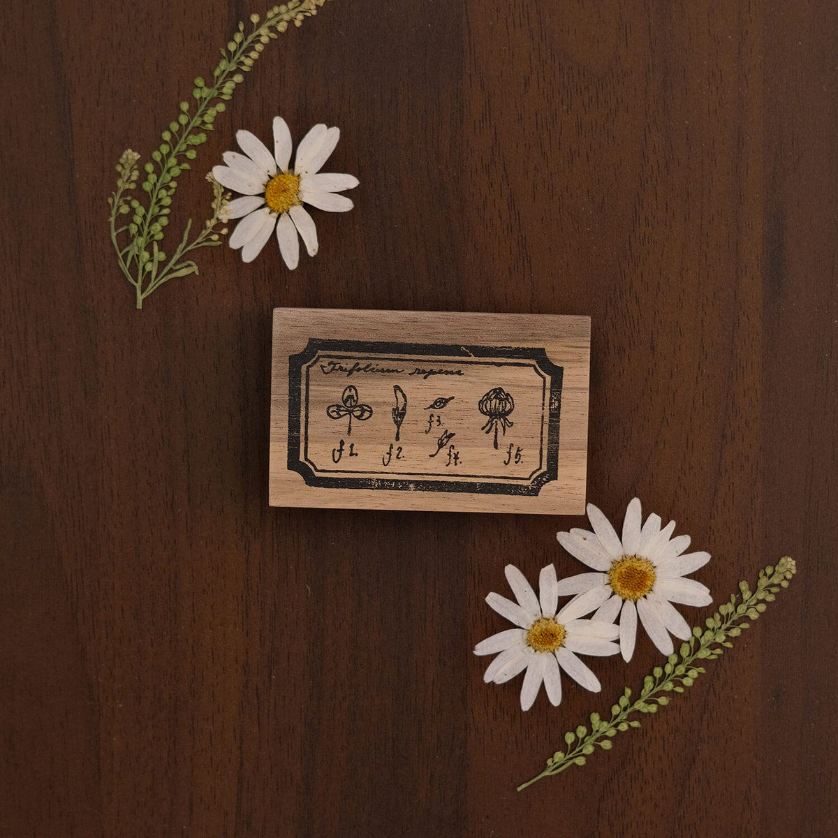 589stamp Rubber Stamp - White Clover