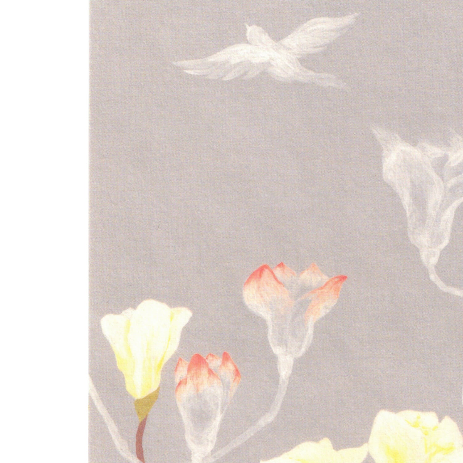 TOUCH &amp; FLOW x Iwagami Ayako Postcard – White Magnolia