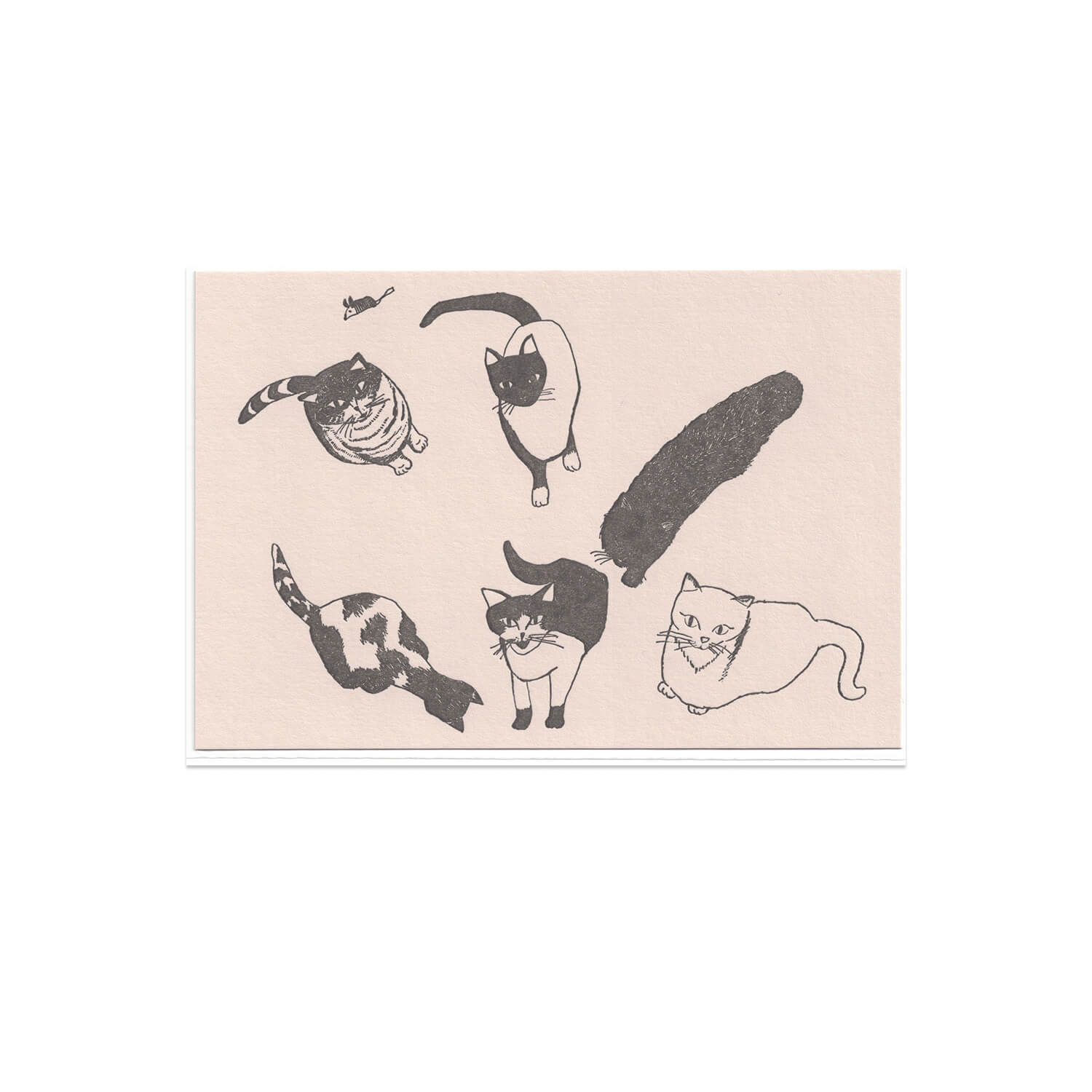 TOUCH &amp; FLOW x Kanagawa Kamome Postcard – Cat Gathering