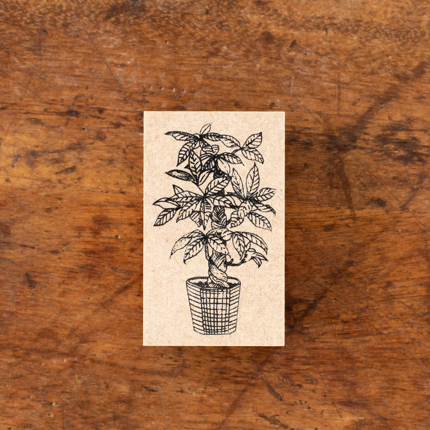 Tegamisha x Aya Inoue Stamp – Pachira