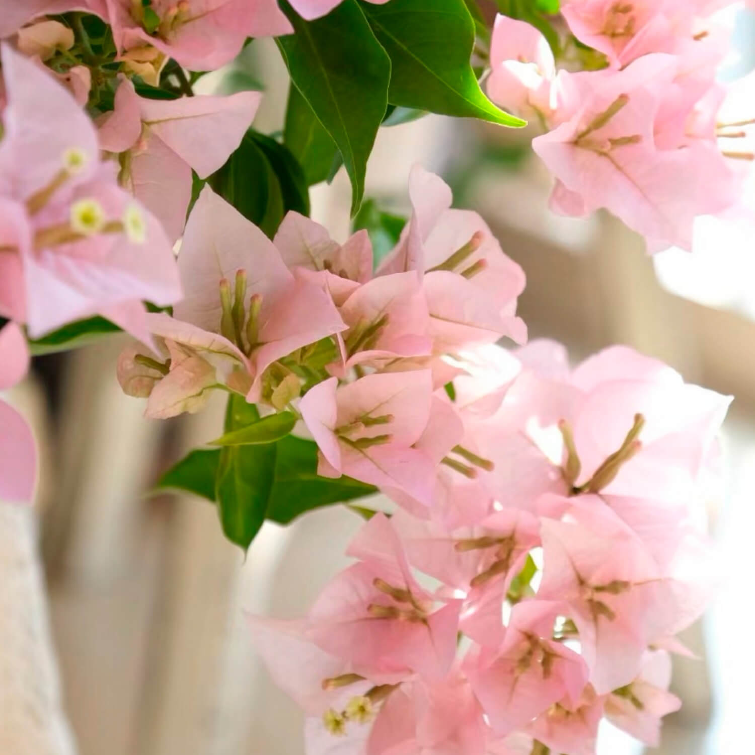 Unooooo Washi Tape – Bougainvillea