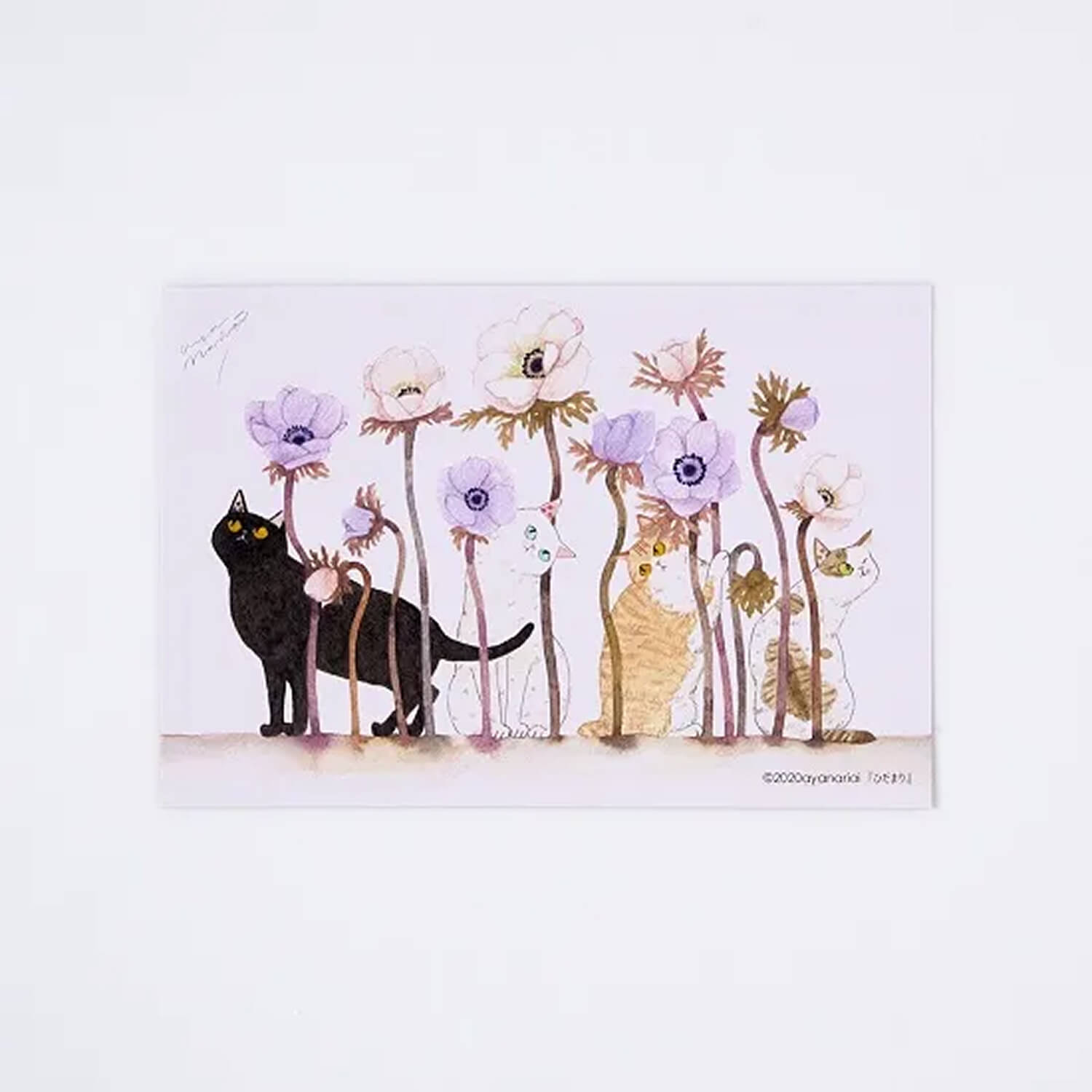 aya nariai Postcard – Hidamari